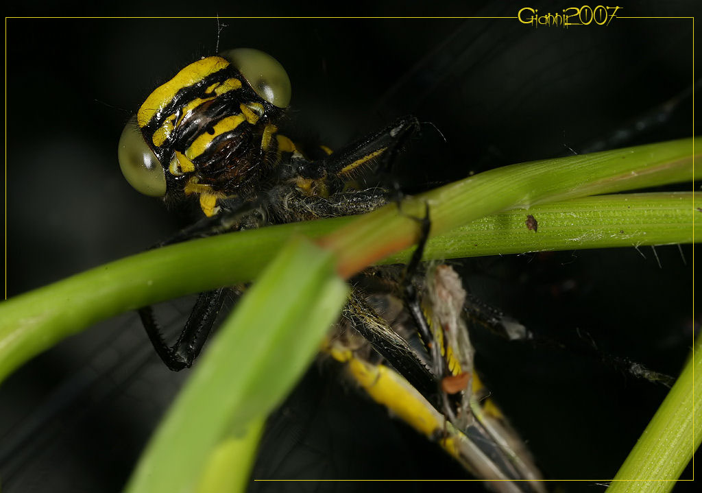 Gomphus vulgatissimus (Odonata, Gomphidae)